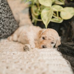 Rainbow Row - Brown and white female Aussiedoodle puppy in Inman, South Carolina from Dark Corner Doodles