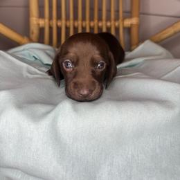 Brownie - Chocolate female Dachshund puppy in Yuba City, California from Mulberry Dachshunds