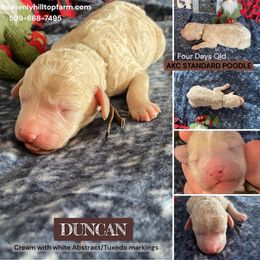 DUNCAN - Brown Collar Boy - Cream male Poodle puppy in Charlo, Montana from Heavenly Hilltop Farm