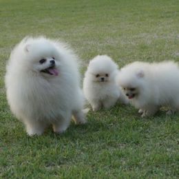 Bernedoodle, Goldendoodle, Pomeranian, Pomsky, and Poodle All Grown Up from Petite Posh Puppies