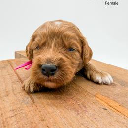 Starburst - Red  female Goldendoodle puppy in Sunman, Indiana from Brunsman Country Doodles LLC