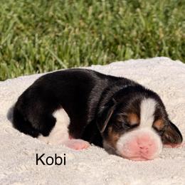 Kobi - Black tan and white male Beagle puppy in Mansfield, Missouri from Rippee Creek Kennel