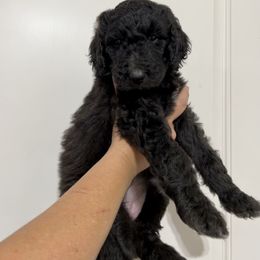 Poodle Puppies from Post Falls Poodles