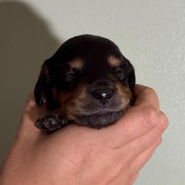 Black and Tan - 1500 - Black and tan female Dachshund puppy in Williston, Florida from Teenie Weenie Dachshunds