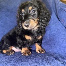 Fred - Black and tan male Dachshund puppy in Tonopah, Arizona from Brandie's Dachshunds