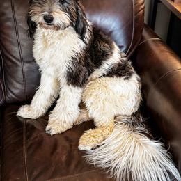 Nova - Goldendoodle