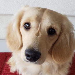 Alex - Dachshund