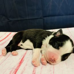 Australian Shepherd Puppies from REINVENTED.KENNELS