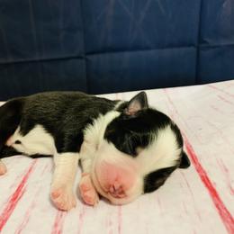 Australian Shepherd Puppies from REINVENTED.KENNELS