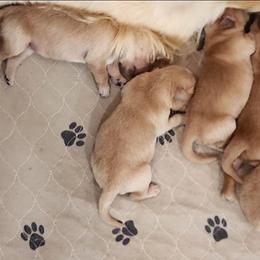Boy 4 - Golden male Golden Retriever puppy in Howell, Michigan from Robbin's Treasures