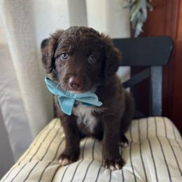 Fettuccine - Red male Bordoodle puppy in Valley Center, California from Circle R Valley Bordoodls