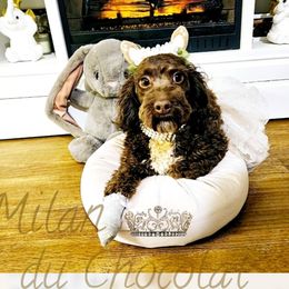 Milan - Cockapoo