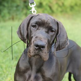 KIMBERLY - Black female Great Dane puppy in Denison, Texas from Hundeity Great Danes