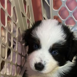 Girl 1 - Miniature Australian Shepherd puppy in Corydon, Indiana from Arbuckle’s Lookin Good Aussies (LGA)