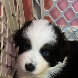 Girl 1 - Miniature Australian Shepherd puppy in Corydon, Indiana from Arbuckle’s Lookin Good Aussies (LGA)