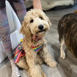 Cockapoo and Goldendoodle Puppies from Capital Doodles