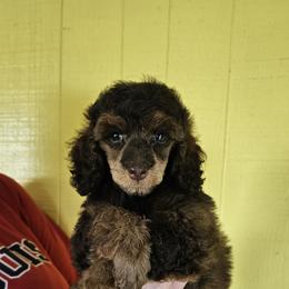 Orange Collar - Sable male Poodle puppy in Poplar Grove, Illinois from Awesome Paws