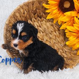 Copper - Tri-color male Bernedoodle puppy in Saratoga Springs, Utah from O’Hearon’s Amazing Puppies