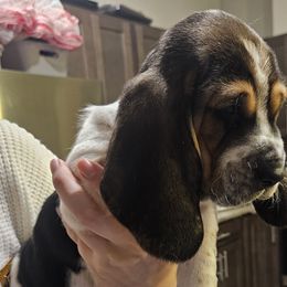 Ser Bronn - Black white and brown Basset Hound puppy in Spokane Valley, Washington from Valley Basset Hounds