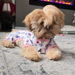 Shih Tzu Puppies from Oregon Shih Tzu