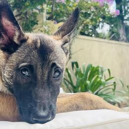 Dutch Shepherds from Fontana Farm