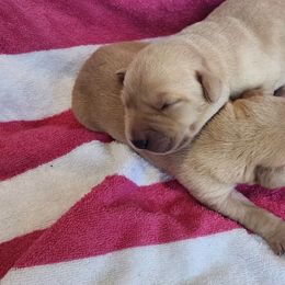 1st Pick Yellow Male - Yellow male Labrador Retriever puppy in Crockett, Texas from Cross Creek Kennels, Inc