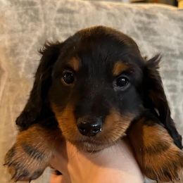 Dachshunds from Hidden Valley Farms