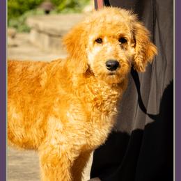 Giggles - Red  female Goldendoodle puppy in Connersville, Indiana from Deaz Doodle Ranch