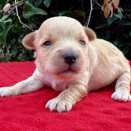 Boy 1 - Chocolate tan and white male Biewer Terrier puppy in Bunnell, Florida from Royal Biewer and Royal Aussies