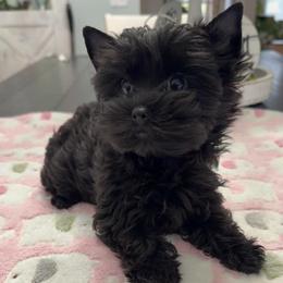 Winnie - Black and tan female Yorkshire Terrier puppy in Indianapolis, Indiana from Tails of Grace