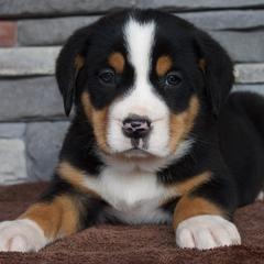 Captain - Black, white and red male Greater Swiss Mountain Dog puppy in Gassaway, West Virginia from Rolling Hills Ranch and Kennels LLC