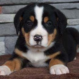 Captain - Black, white and red male Greater Swiss Mountain Dog puppy in Gassaway, West Virginia from Rolling Hills Ranch and Kennels LLC