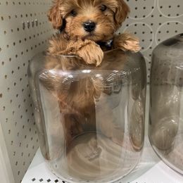 Bernedoodle and Goldendoodle Puppies from Hello Doodle Ranch
