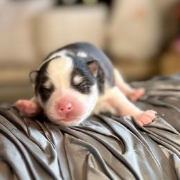 Girl 2 - female Pomsky puppy in Spokane Valley, Washington from Northern Blue Pomskies