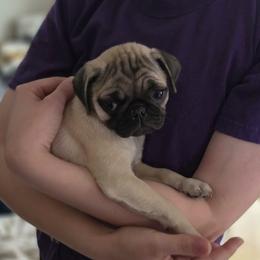 Fawn Girl 1 - Fawn female Pug puppy in Mississippi from Pearl River Pugs
