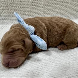 Light Blue - Red  male Goldendoodle puppy in Lebanon, Pennsylvania from Homespundoodles