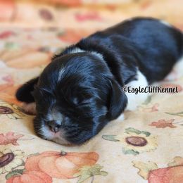 Pink Collar - Black white and tan female Cocker Spaniel puppy in Stanford, Kentucky from Eagle Cliff Kennel