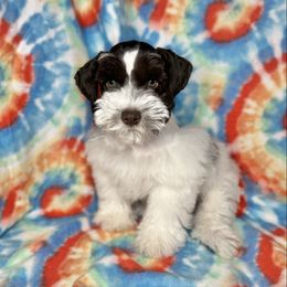 Ivan - Parti male Miniature Schnauzer puppy in Happyland, Oklahoma from Fraizer Farms
