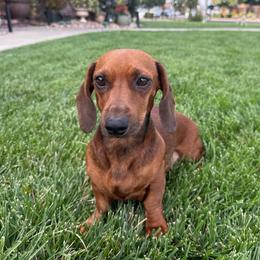 Bebechi - Dachshund