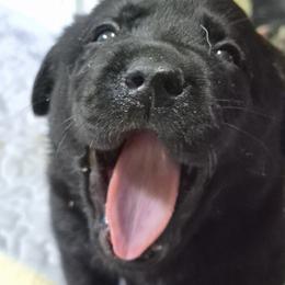 Acadia Gray collar - Black male Labrador Retriever puppy in Greenwich, Ohio from Pure Gem Kennel