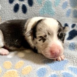 American Corgi Puppies from 5H Corgis