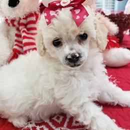 Poodle Puppies from Those Prissy P. Poodles