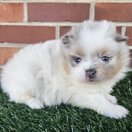 Pomeranian puppies from Imperial Pomeranians
