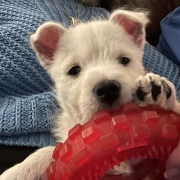 West Highland White Terrier Puppies from Sand Dollar Westies of Delaware