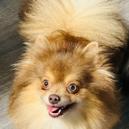 Kane - Pomeranian