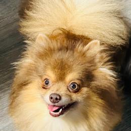 Kane - Pomeranian