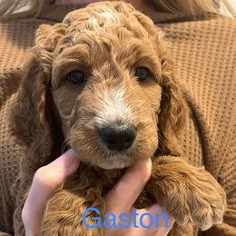Boy 1 - Red  Goldendoodle puppy in San Antonio, Texas from CruzNDoodles