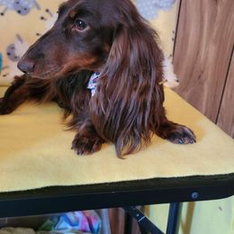 Willow - Dachshund