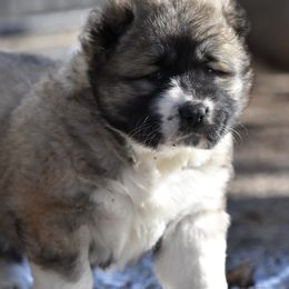 Caucasian Shepherd Dog Puppies from Sila V Krovi