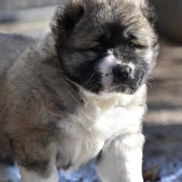 Caucasian Shepherd Dog Puppies from Sila V Krovi